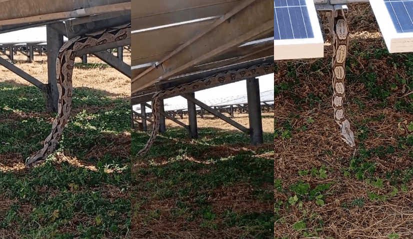 AMEAÇA INVISÍVEL NAS USINAS SOLARES: COMO CONTROLAR ANIMAIS E GARANTIR SEGURANÇA NA O&M